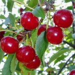 Cerisier tardif de Vignola / merisier