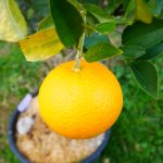 Oranger  Fukumoto/ FA5. -8°C (sujet de 2 ans)