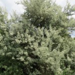 Eleagnus angustifolia semis de 2 ans ou plus.