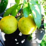 Ichang Lemon /  Poncirus