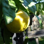 Ichang Lemon / FA5.-12ºC.