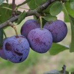 Prunier reine claude violette/ Myrobolan