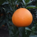 Us 119 oranger résistant à -12°/ mandarinier Cléopâtre