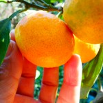 Mandarinier Owari/ FA5. -12°C. Pot