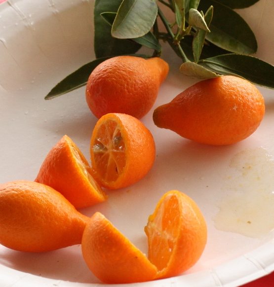 Orangequat / mandarinier Cléopatre
