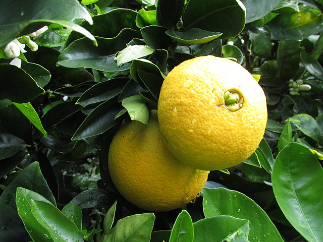 Orange rustique “Slava Micurina”/ Mandarinier cleopatre